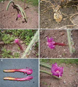 Peniocereus canoensis en cultivo (House et al. 5110). A, planta con flor; B, raíz tuberosa; C, botón floral; D, vista lateral de la flor; E, vista interna de la flor; F, vista frontal de la flor.