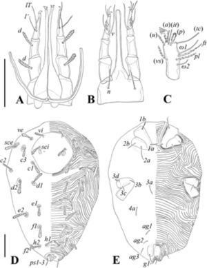 Geckobiella javieri, female. A, gnathosoma dorsal view; B, gnathosoma ventral view; C, tarsus of leg I lateral view; D, idiosoma dorsum; E, idiosoma venter. Scale bars=100μm. Brackets indicate paired setae.