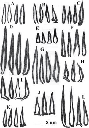 Setas himeniales de Fuscoporia. A, F. callimorpha; B, F. chrysea; C, F. contigua; D, F. contiguiformis; E, F. coronadensis; F, F. ferrea; G, F. ferruginosa; H, F. gilva; I, F. mesophila; J, F. nicaraguensis; K, F. rhabarbarina; L, F. viticola.