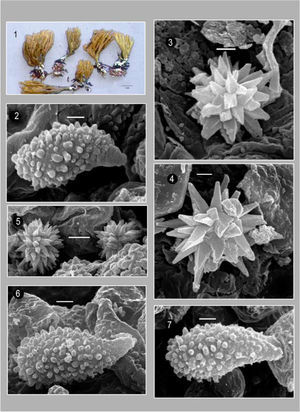 Phaeoclavulina abietina. 1, basidiomas (Foto de Montañez 9–97*). 3–5, imágenes al MEB de cristales presentes entre las hifas del basidioma. 2, 6–7, imágenes al MEB de esporas. Barra= 1μm.