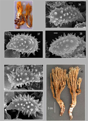 35–38, Phaeoclavulina gigantea. 35, basidiomas (Foto Cifuentes 2001–517*). 36–38, imágenes al MEB 39–41, P. cyanocephala. 39, 41, imágenes al MEB de esporas. 40, basidiomas. Barra 35=1cm; 36–39, 41=1μm.