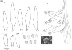 Estructuras microscópicas de M. communis. a), cistidios; b), basidios; c), esporas; d), caulocistidios; e), esporas (microscopio electronico de barrido, MEB).