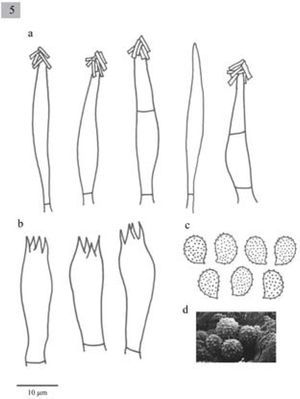 Estructuras microscópicas de M. herrerae. a), cistidios; b), basidios; c), esporas; d), esporas (MEB).