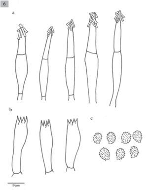 Estructuras microscópicas de M. jaliscoensis. a), cistidios; b), basidios; c), esporas.