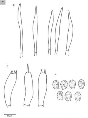 Estructuras microscópicas de M. longisterigma. a), cistidios; b), basidios; c), esporas.