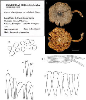 Pluteus albostipitatus var. poliobasis. a, esporas; b, pileipelis; c, basidios; d, queilocistidios; e, pleurocistidios; f, basidiomas secos (O. Rodríguez 1545-IBUG) (escala a=20μm, b-g=10μm, h=1cm).