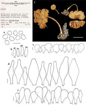 Pluteus chrysophlebius. a, pileipelis; b, esporas; d, basidios; d, pleurocistidios; e, queilocistidios (escala=10μm [R. Nava 219-ENCB]).