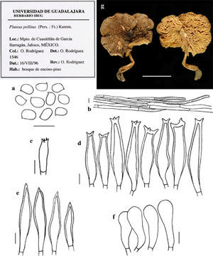 Pluteus pellitus. a, esporas; b, pileipelis; c, caulocistidios; d, cistidios metuloides tipo cervinus; e, basidios; f, queilocistidios (escala=10μm [O. Rodríguez 1546-IBUG]).