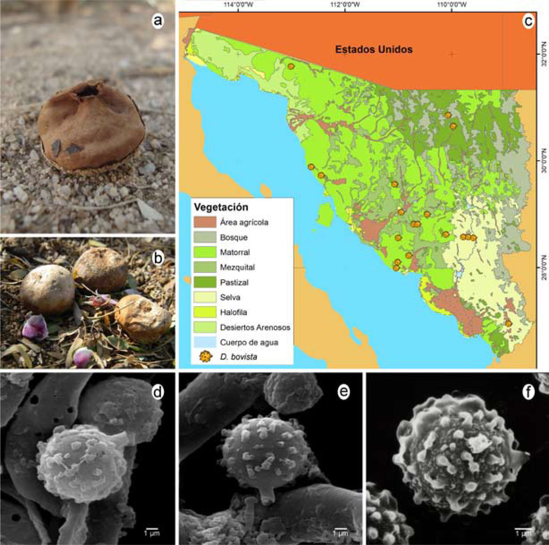 Disciseda Especies de Disciseda (Agaricales: Agaricaceae) en Sonora, México ...