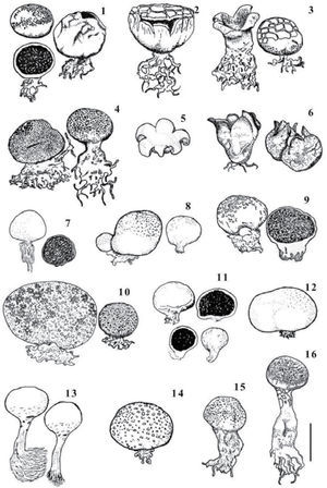 Basidiomata of several species of Scleroderma. 1–3, S. albidum (1, Cortés Pérez 285; 2, Cortés Pérez 300; 3, Cortés-Pérez et Arias-Vergara 126). 4, S. areolatum (Cortés-Pérez 305). 5–6, S. bermudense (5, Guzmán 34475; 6, Guzmán 35528). 7–8, S. bovista (7, Rivera-Camacho s. n.; 8, Guzmán-Dávalos 9410). 9, S. cepa (Escalona 138). 10, S. citrinum (Cortés-Pérez 303). 11–12, S. hypogaeum (11, Guzmán 38484, 12, Guzmán 30516–B). 13, S. mexicana (holotype). 14, S. michiganensis (Ambriz s.n.). 15–16, S. nitidum (15, Cortés-Pérez 12; 16, Cortés-Pérez 391). Scale= 20mm.