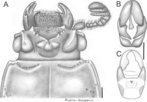 Passalus (Pertinax) quyefutynsuca n. sp.; A, cabeza y parte anterior del pronoto; B, edeago vista ventral; C, edeago vista dorsal. Barras de escala: 1mm.