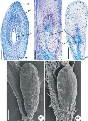 Ovules of Crepis japonica (46, 49), Porophyllum ruderale (47) and Tridax procumbens (48, 50). Longitudinal section showing outer epidermis (oe), mesophyll (me), inner epidermis (ie) and vascular bundle (vb) (46-48); ovules under scanning electron microscopy (SEM) (49, 50). Scale bars=50µm (46), 100µm (47, 49), 150µm (48), 200µm (50).