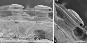 Vista radial de la cáscara de C. latirostris, observado con microscopio electrónico de barrido. a, estructura de la cáscara formada por laminillas de calcio. Se observan en detalle las láminas que forman la cáscara; b, vista radial de la cáscara donde se observan en detalle las múltiples láminas de calcio que forman la unidad y la ornamentación de la cáscara (columnas).