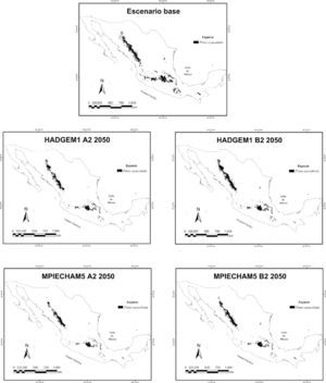 Mapas de distribución potencial de Pinus ayacahuite para el escenario base y 2 modelos de circulación general (MPIECHAM5 y HADGEM1), con 2 escenarios de emisiones (A2 y B2) y horizonte de tiempo 2050.