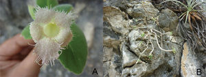 A, flor de Alsobia chiapensis; B, hábitat de un individuo adulto de A. chiapensis en la localidad tipo. Fotografías por Nayely Martínez-Meléndez.