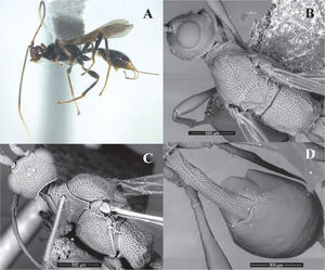 Notiospathius bisulcatus sp. n. Female. Holotype (CNIN 581): A, habitus, lateral view; B, head and mesosoma, dorsal view; C, mesosoma, lateral view; D, metasoma, dorsal view.