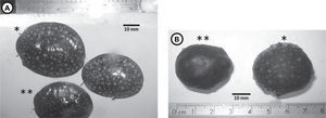 Hoffmannola hansi. Live animals (A); and fixed and preserved individuals used for dissection (B). Collected at El Faro, Puerto Angel, Oaxaca, Mexico (15°39'N-96°30'W). Same number of asterisks indicates the same specimen.