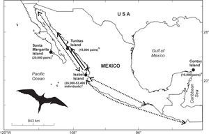 Breeding colonies and census numbers of frigatebirds Fregata magnificens in Eastern Pacific and Caribbean Sea, México, analyzed in this study. aMoreno and Carmona (1988), bCarmona and Daneman (1994),cMadsen (2005). Trajectories of banded or satellite tracked organisms are indicated by arrows (solid line: females, dotted lines: males). Photograph by R.S. Quintero-Félix.