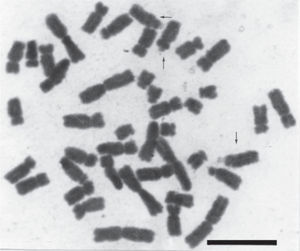 Complemento cromosómico hexaploide 2n=6x=42 de M. biflora. Las flechas señalan cromosomas con constricciones secundarias y satélites. Barra=10μm.