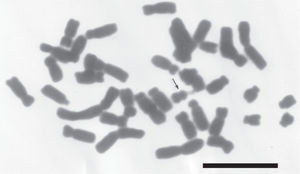 Metafase mitótica de M. biflora. La flecha señala a un heterocromosoma metacéntrico chico con constricción secundaria. Escala= 10 μm.