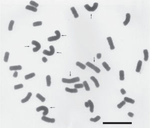 Metafase mitótica de M. biflora 2n=41. Las flechas señalan 7 cromosomas metacéntricos grandes. Barra=10μm.