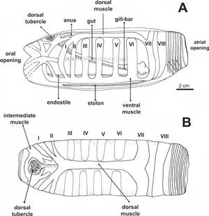 Schematic representation of general morphology and muscle band distribution of the solitary zooid of Helicosalpa komaii: A, lateral view; B, dorsal view. Muscle numbers in Roman (I to VIII) from anterior (oral) to posterior (atrial) position. Oral musculature reconstructed following Yount (1954).
