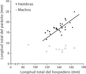 Relación entre la longitud total de Lagodon rhomboides (hospedero) y la longitud total del isópodo parásito Cymothoa excisa, en la laguna La Carbonera, Yucatán, México.