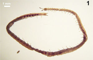 Ityphilus cifuentesi sp. nov. (macho holotipo). Habitus dorsal y ventral, respectivamente.