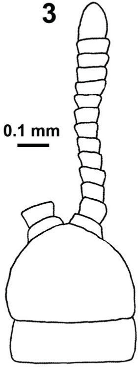 Ityphilus cifuentesi sp. nov.; 3, (macho holotipo) vista dorsal de la placa cefálica, primer terguito y antena derecha; 4, vista lateral de la antena derecha que muestra los artejos III a XIV; 5, vista ventral de la porción apical de la antena izquierda (artejo XIV; a: sensila claviforme, b: sensila apical especializada); 6, vista dorsal del artejo V de la antena derecha (a: sensila tipo a, b: sensila tipo b); 7, vista dorsal del artejo IX de la antena derecha (b: sensila tipo b, c: sensila tipo c); 8, vista ventral de la lamela dentada de la mandíbula derecha; 9, Tarsungulum forcipular derecho, vista ventral; 10, campo de poros del esternito 6.