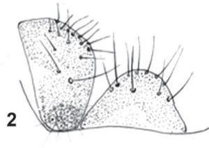 Lachesilla lugoi n. sp. Female. 1, fore- and hind-wings; 2, right paraproct and epiproct; 3, gonapophyses and ninth sternum; 4, front view of head; 5, subgenital plate. Scales in mm. Figures 2 and 5, to scale of Figure 3.