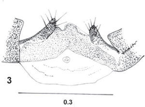 Lachesilla lugoi n. sp. Female. 1, fore- and hind-wings; 2, right paraproct and epiproct; 3, gonapophyses and ninth sternum; 4, front view of head; 5, subgenital plate. Scales in mm. Figures 2 and 5, to scale of Figure 3.