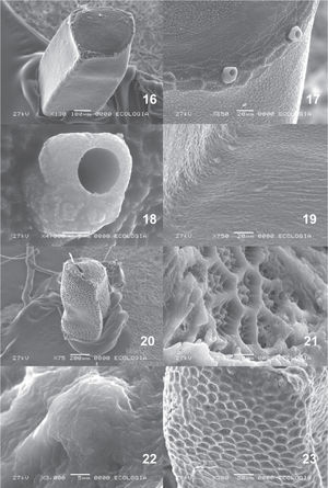 Microfotogracias de microscopio electrónico. 16-19, Catorhintha guttula stali Blöte; 16, huevo; 17, cubierta del opérculo y procesos micropilares; 18, proceso micropilar; 19, pared del corión; 20-23, Catorhintha texana Stål; 20, huevo; 21, cubierta del opérculo y procesos micropilares; 22, proceso micropilar; 23, pared del corión.