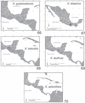 Distribución de especies de Xyloryctes. 66, X. guatemalensis; 67, X. telephus; 68, X. lobicollis; 69, X. teuthras; 70, X. splendidus.