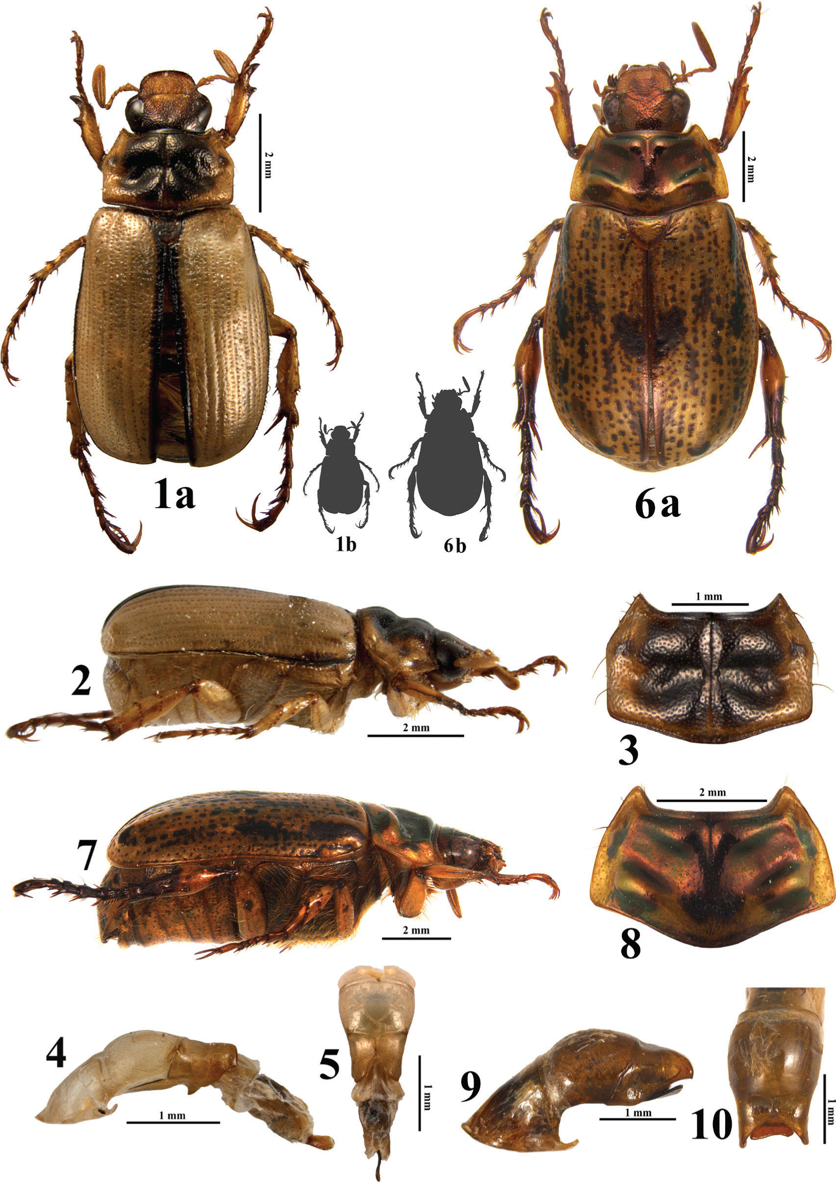 Two new species of Paranomala (Coleoptera: Melolonthidae: Rutelinae:  Anomalini) from Mexico and Costa Rica with remarkable modifications on the  pronotum | Revista Mexicana de Biodiversidad