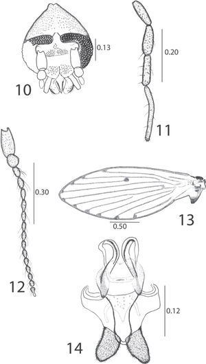 Desmioza biancae Omad, sp. nov., female. 10, head frontal view; 11, palpus; 12, antenna complete; 13, wing; 14, postabdomen. All measurements in mm.