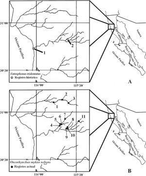 Registros históricos y actuales de distribución de: A) Entosphenus tridentatus y B) Oncorhynchus mykiss nelsoni; en la península de Baja California, México (ver Apéndice 2 para número de localidad y toponimia).
