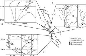 Registros históricos y actuales de distribución de Fundulus lima en Baja California Sur, México. A) localidades norteñas; B) centrales y C) sureñas (ver Apéndice 2 para número de localidad y toponimia).