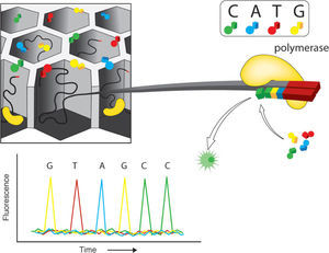 Single molecule real time sequencing (SMRT). PacBio. Single molecules of polymerase enzymes are attached to a sequencing matrix where just one DNA molecule will be synthesized. The enzymatic synthesis is followed individually, in real time, to reconstruct the sequence. SMRT technology does not require library construction as a prior step to sequencing, increasing the sequence production rate. Modified from Metzker (2010).