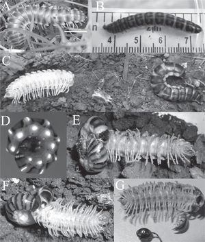 A, milpiés Rhysodesmus byersi; B, larva de escarabajo de la familia Phengodidae; C, R. byersi junto a una larva de Phengodidae (imagen tomada en campo); D, bioluminiscencia del escarabajo (foto: Martín L. Zurita), E, larva de Phengodidae enrollando al milpiés con su cuerpo; F, larva de Phengodidae alimentándose de un individuo de R. byersi G, exoesqueleto y cápsula cefálica de R. byersi.