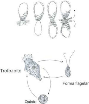 División asexual de una amiba testada Euglypha sp. y ciclo de vida de una amiba desnuda patógena Naegleria sp.
