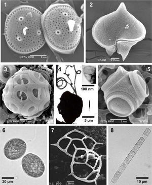 Especies de varios grupos taxonómicos de fitoplancton marino. Microscopía de luz (ML), microscopía electrónica de barrido (MEB) y microscopía electrónica de transmisión (MET). 1, Minidiscus comicus, una diatomea, MEB. 2, Protoperidinium depressum, un dinoflagelado, MEB. 3, Gephyrocapsa oceanica, un cocolitofórido, MEB. 4, Chrysochromulina sp., una Haptophyta, con una escama orgánica externa (recuadro), MET. 5, Tetraparma insecta, Parmophyceae, MEB. 6, Fibrocapsa japonica, una Raphydophyceae, ML. 7, Dictyocha californica, un silicoflagelado, MEB. 8, Trichodesmium thiebautii, una Cyanobacteria, ML.