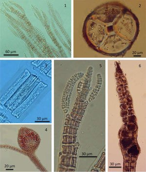 Familia Rhodomelaceae, talos filamentosos: 1, ramas apicales de Polysiophonia sp.; 2, corte transversal mostrando célula axial y 4 células pericentrales; 3, segmento de filamento con la célua axial y las pericentrales; 4, estructura femenina, cistocarpo con carposporas; 5, estructura masculina, rama espermatangial; 6, tetrasporofito con tetrasporangios en posición espiral. Fotos: ©Luisa Núñez.