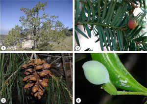 Ejemplos de coníferas mexicanas. 1, Juniperus deppeana. 2, Taxus globosa. 3, Pinus pinceana. 4, Podocarpus matudae.