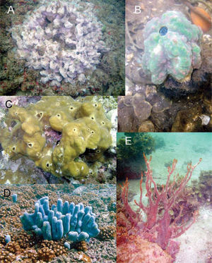 Esponjas del Pacífico. A, Haliclona caerulea; B. Craniella sp.; C, Cliona raromicrosclera; D, Amphimedon texotli; E, Mycale ramulosa.