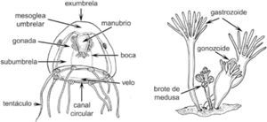 Morfología general de las medusas y pólipos.
