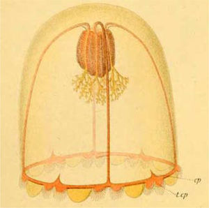 Hydromedusa Bougainvilliidae Chiarella centripetalis, primera medusa descrita para aguas mexicanas (de Maas, 1897).