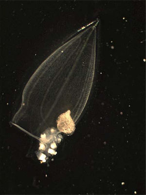 Sifonóforo Lensia havock, recolectado en el golfo de California (foto RG).