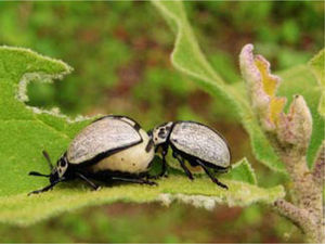 Leptinotarsa undecimlineata (Stål, 1859) ♀ ♂.