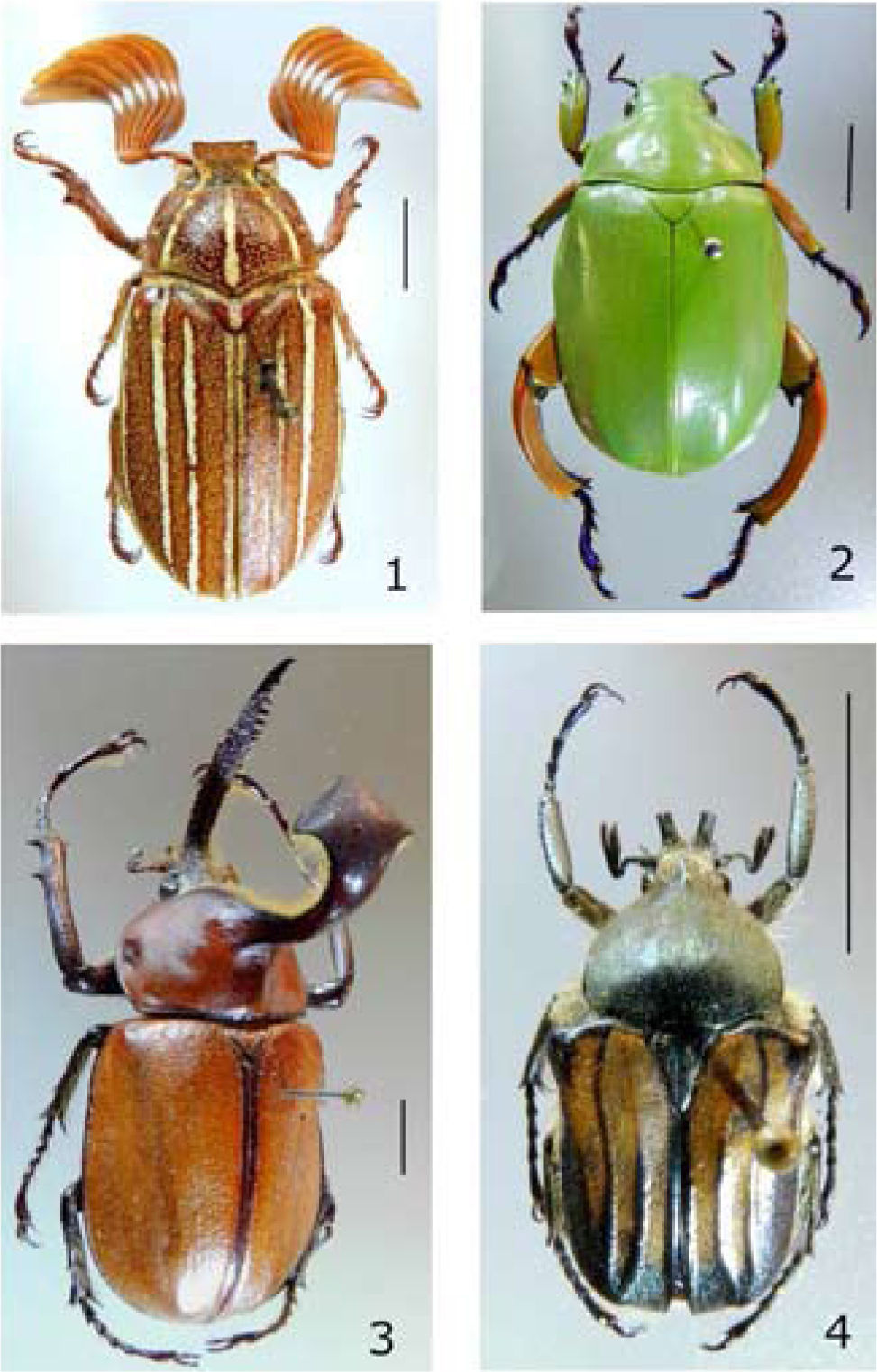 Biodiversidad de Melolonthidae (Coleoptera) en México | Revista ...