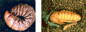 Estados inmaduros de especies de Melolonthidae. 5), larva de tercer estadio de Megasoma elephas Fabricius. Carrillo Puerto, Quintana Roo (diámetro 13cm). 6), pupa de Heterosternus buprestoides Dupont. Ocuilapa, Chiapas (longitud 7cm).